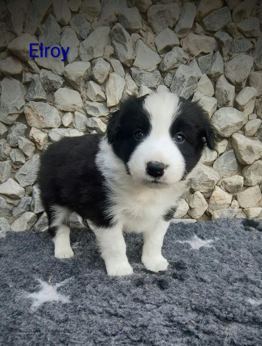 Border collie cudowny piesek, przebadani rodzice
