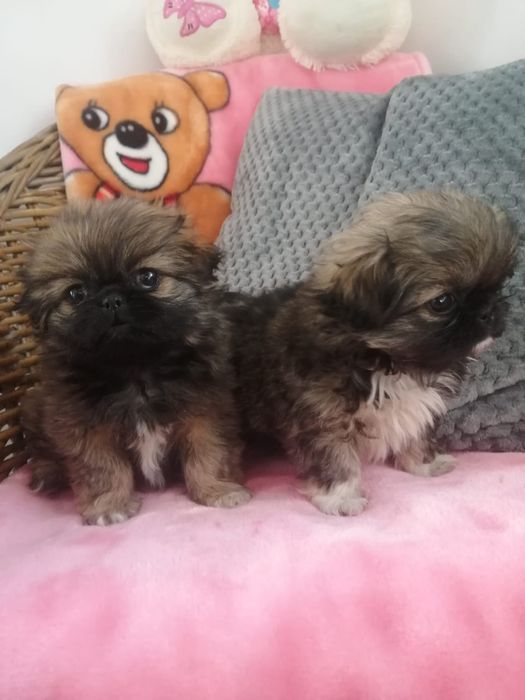 Продаються цуценята породи королівський пекінес