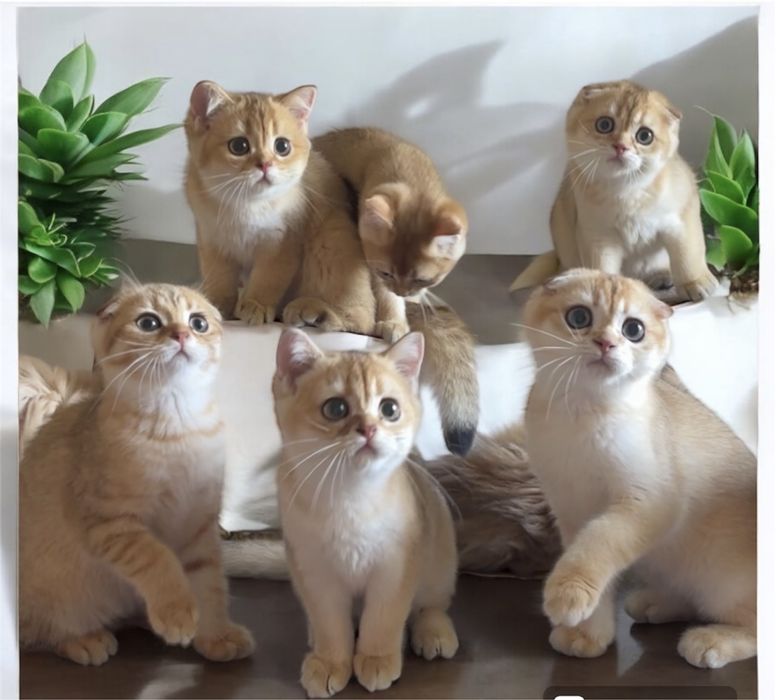 Котятка хлопчики та дівчатка