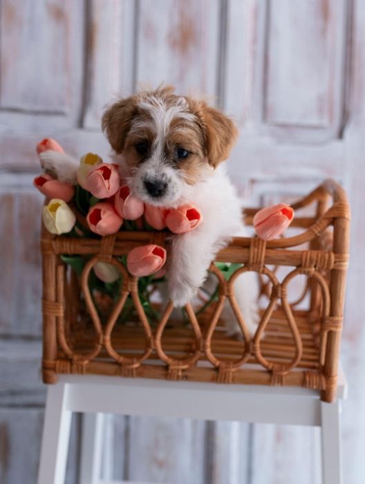 Piękna Suczka Jack Russell Terrier HONOKA , FCI , ZKwP!