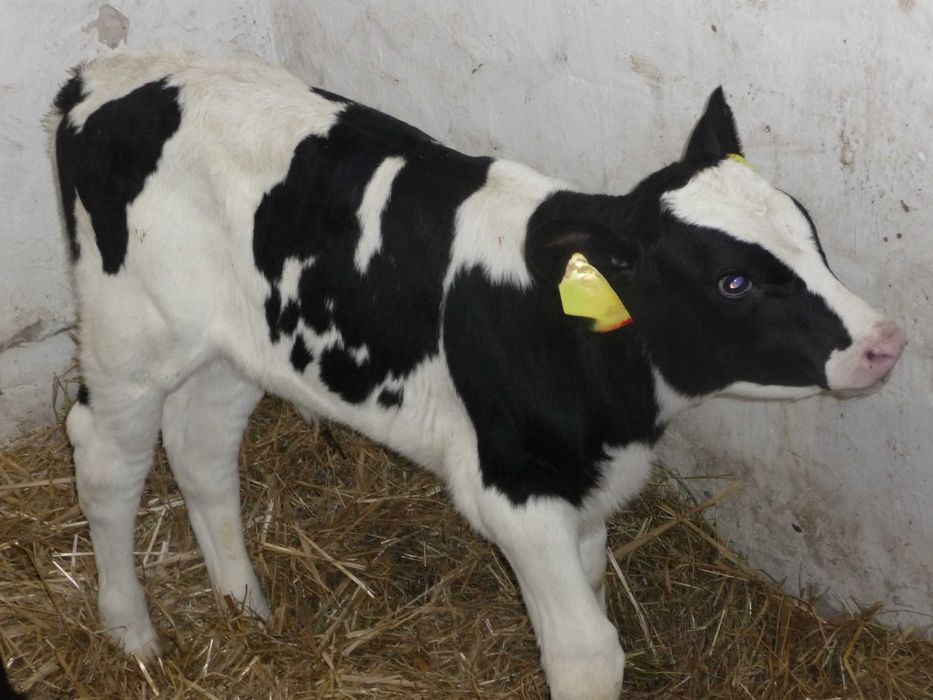 Sprzedam 2 jałówki