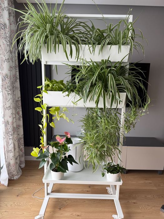 Stojak na rośliny, IKEA MITTZON, XIAOMI, hoya, epipremnum, anturium