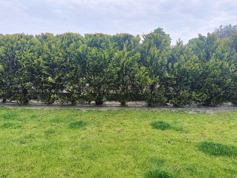 Sprzedam tuje  16 szt