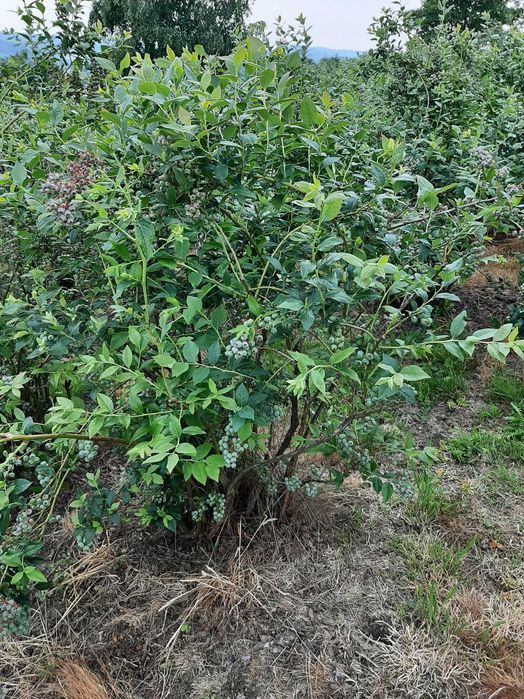 Krzewy borówki amerykańskiej