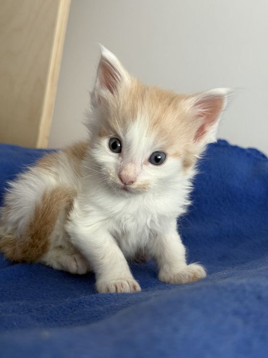 Kocurek Maine Coon do rezerwacji