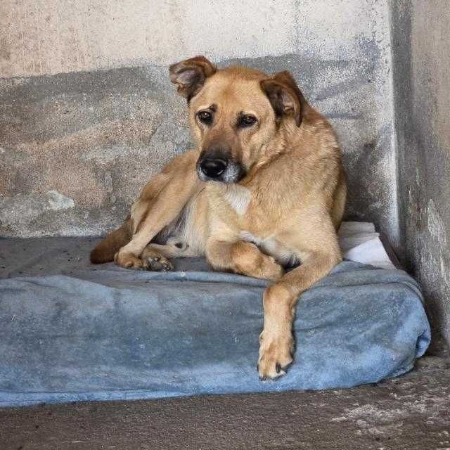 O grande MAX está para adoção;