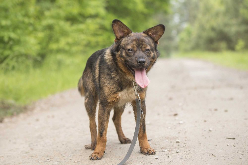 Bungee: łagodny, przyjazny eksplorator