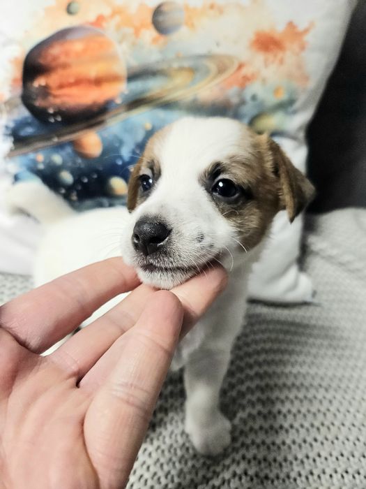NELA, suczka Jack Russell Terrier FCI, ZKwP