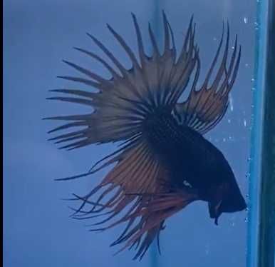 акваріумні рибки півники