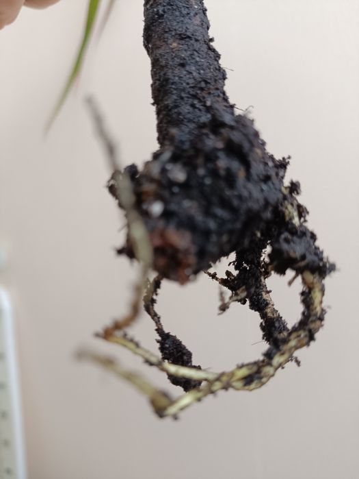 Драцена маргината