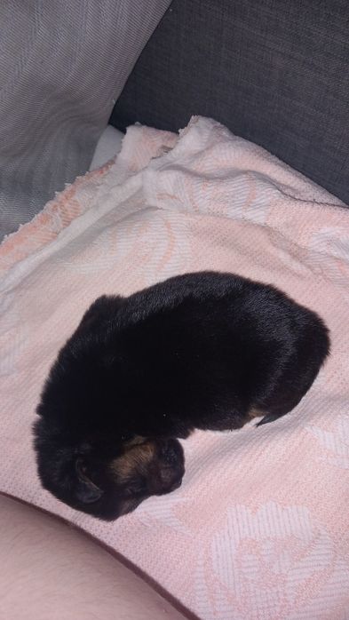 Caes bebes  para doar 1  meninos