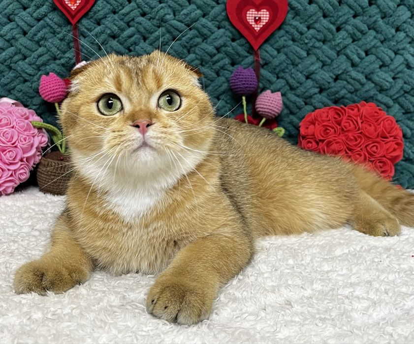 Шотландська киця