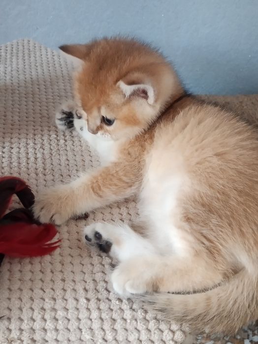 Золотий хлопчик вільний
