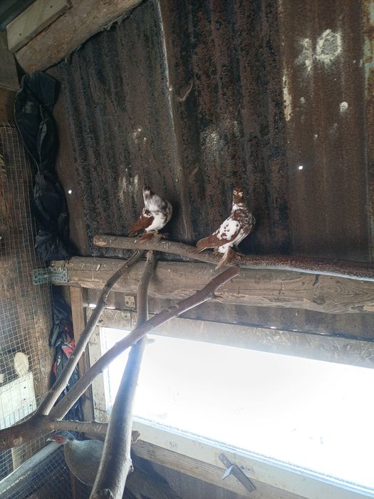 Gołębie ozdobne sprzedam zamienię