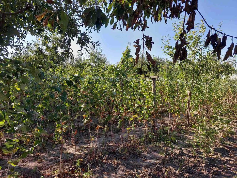 Продам Будинок в с.Балки по вул.Гагаріна 7 (біля міста БАР).