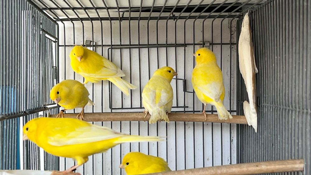 Canários Amarelos Machos e Fêmeas (Intensos e Nevados) - Anilhados