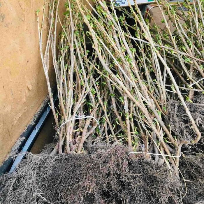 Саджанці полуниці, малини та смородини оптом, Родріб. Кращі сорти