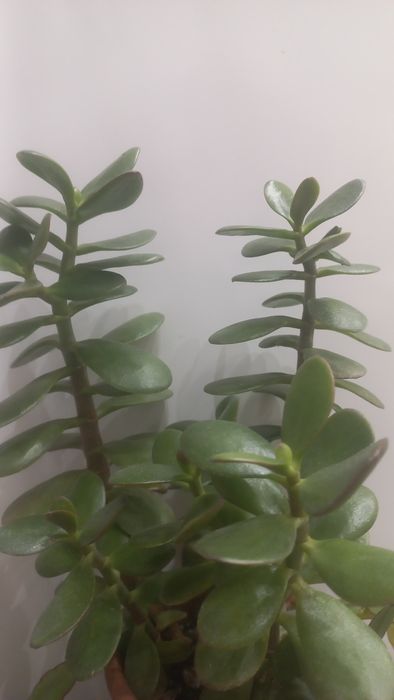 Толстянка, грошове дерево, 40грн