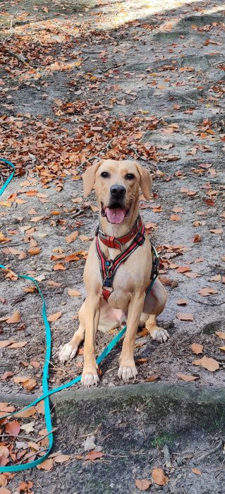 Zadbany, wychowany z jedną rodziną pies szuka doświadczonego domu