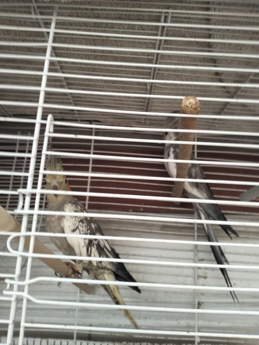 Casal Reprodutor de Caturras