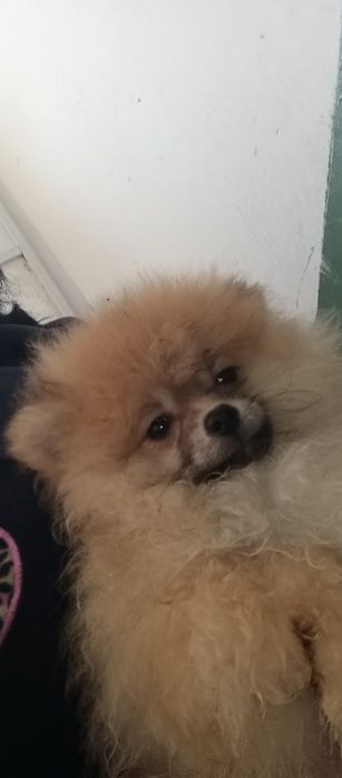 Простмаленькй янгол.