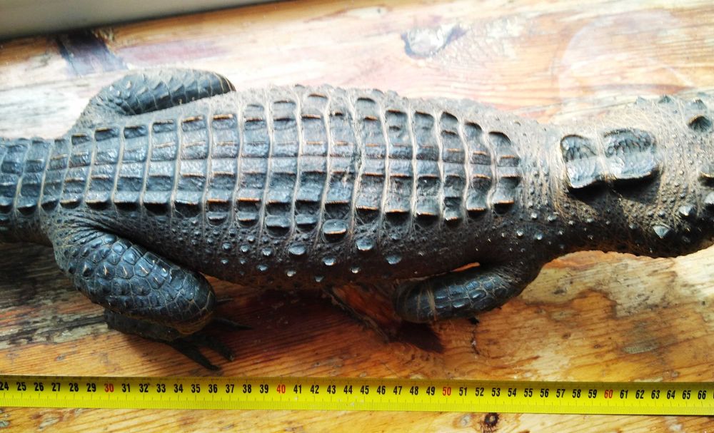 Крокодил опудало