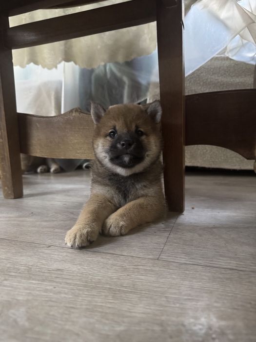 Дівчинка шибинятко