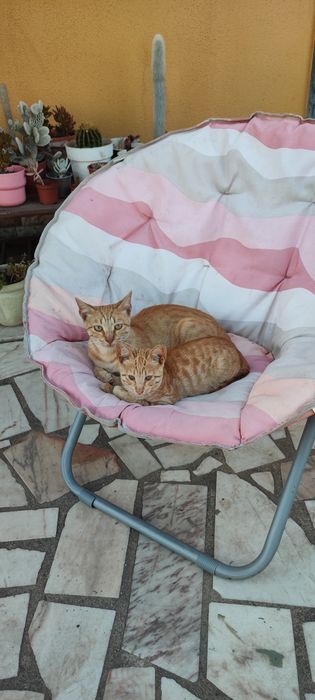Gata para adoção, 3 meses