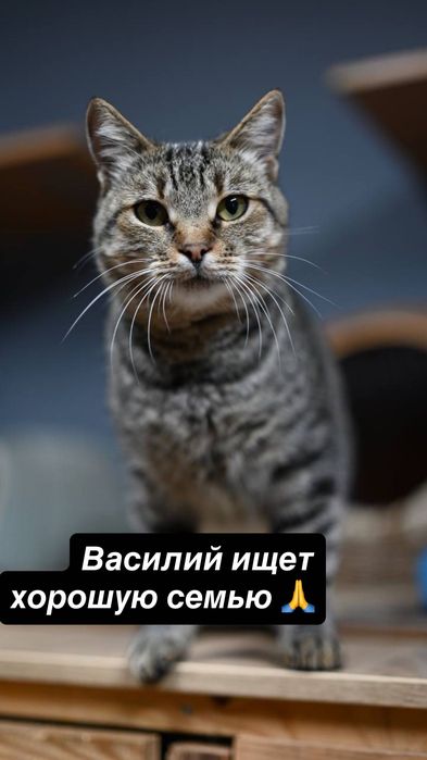 Вася из приюта бесплатно котик