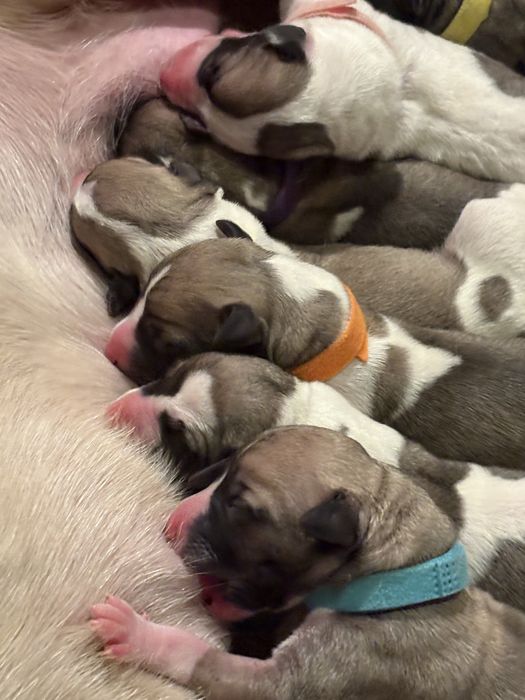 Whippet Chart Angielski ZKwP/FCI