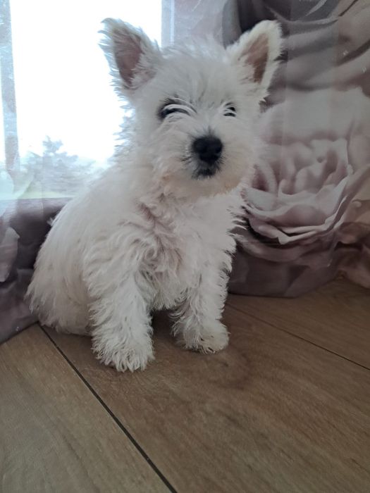 West highland white terrier-rezerwacja