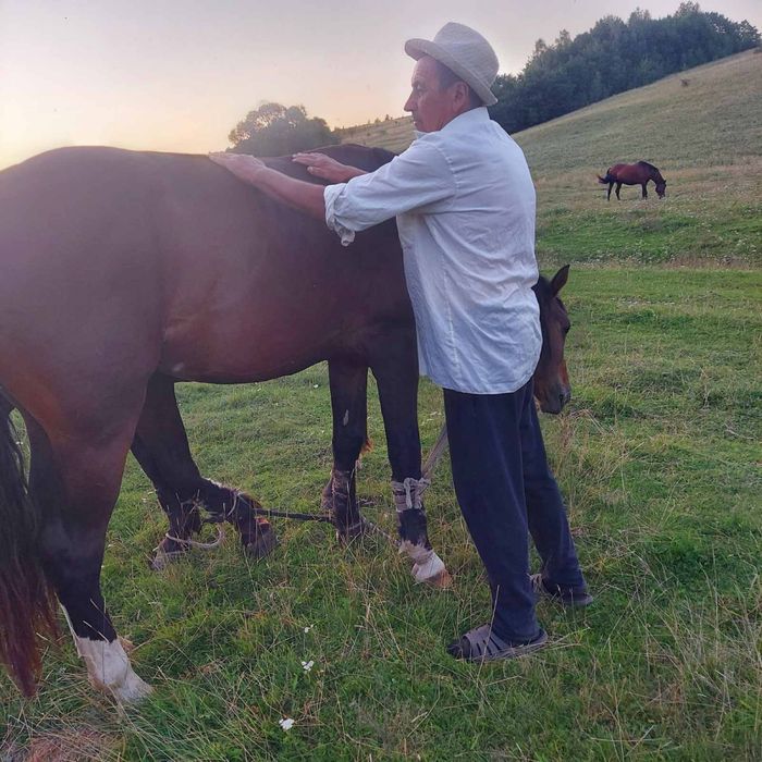 Продам молоді коні