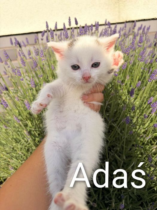 Cudne kociaki do adopcji.