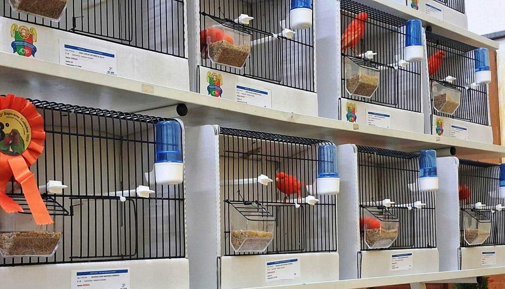 Canários de Competição e Criação