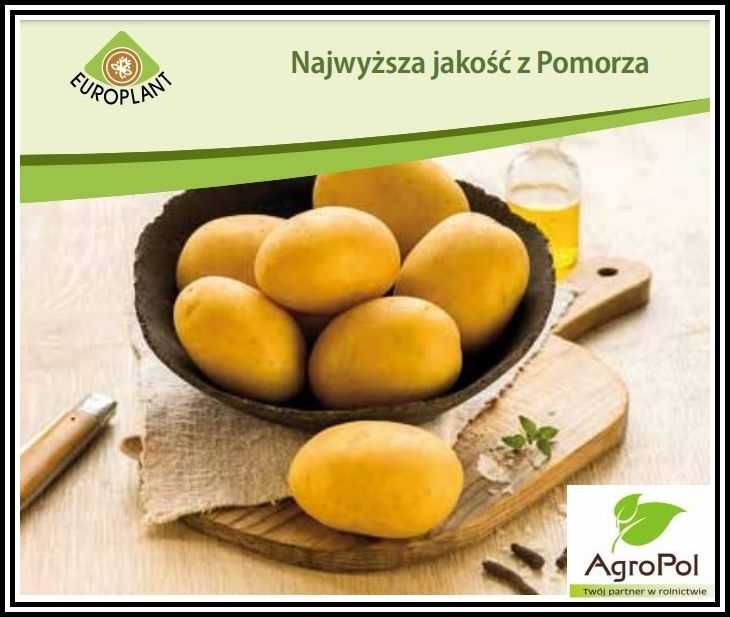 Ziemniak Sadzeniak CORINNA - Wczesne Ziemniaki Europlant Sadzonki