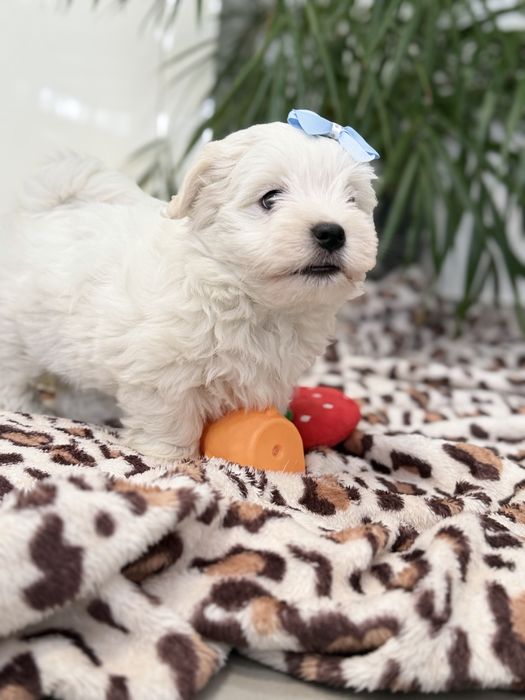 Bichon Maltês lindo menino