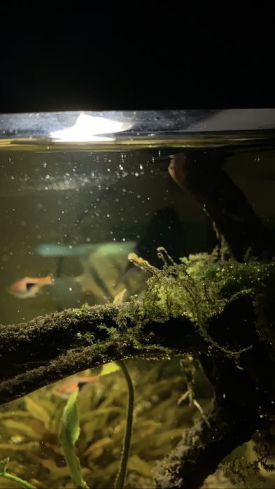 Aquario 70L  completo