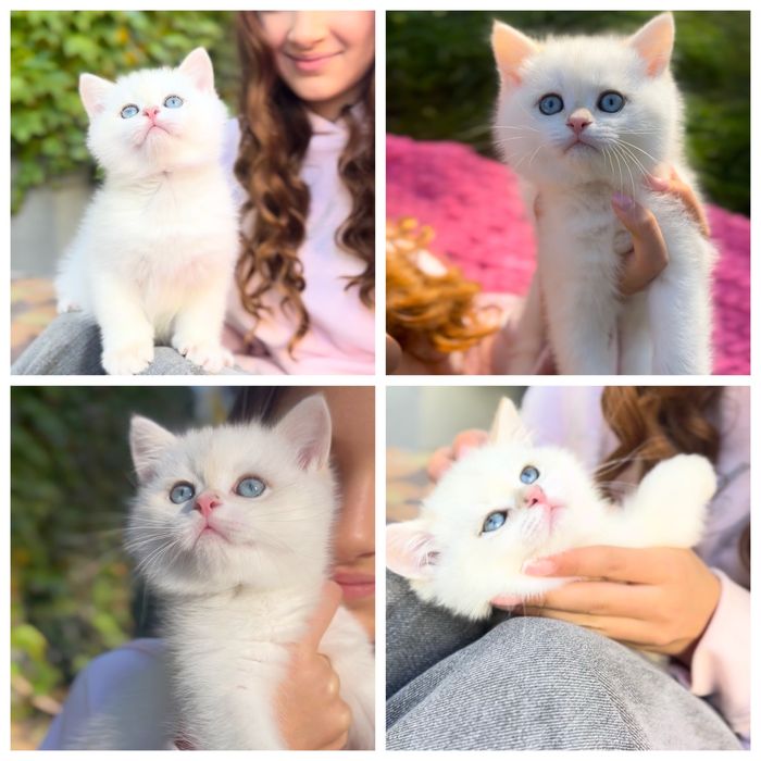 Британская золота шиншилла /пойнт