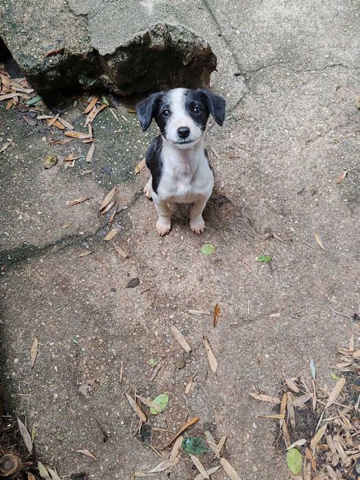 Linda canídea, será doada a quem tiver condições e gostar dela