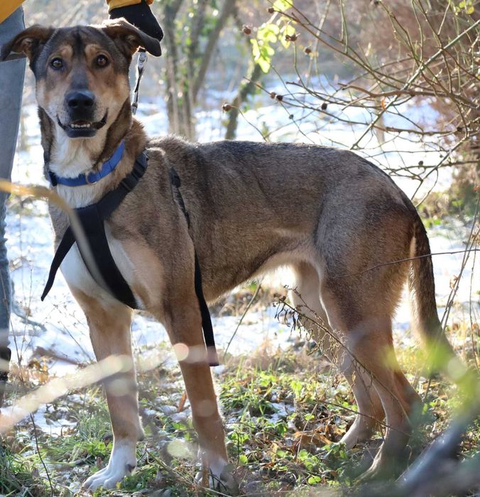 Muza prosi o domek pies czeka na adopcję