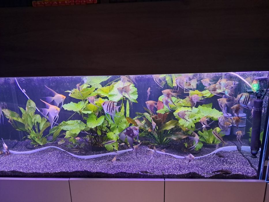 Skalar różne odmiany duży 10 cm tanio