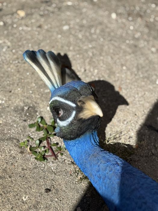 Dekoracja ścienna Peacock 16x68 cm niebieska