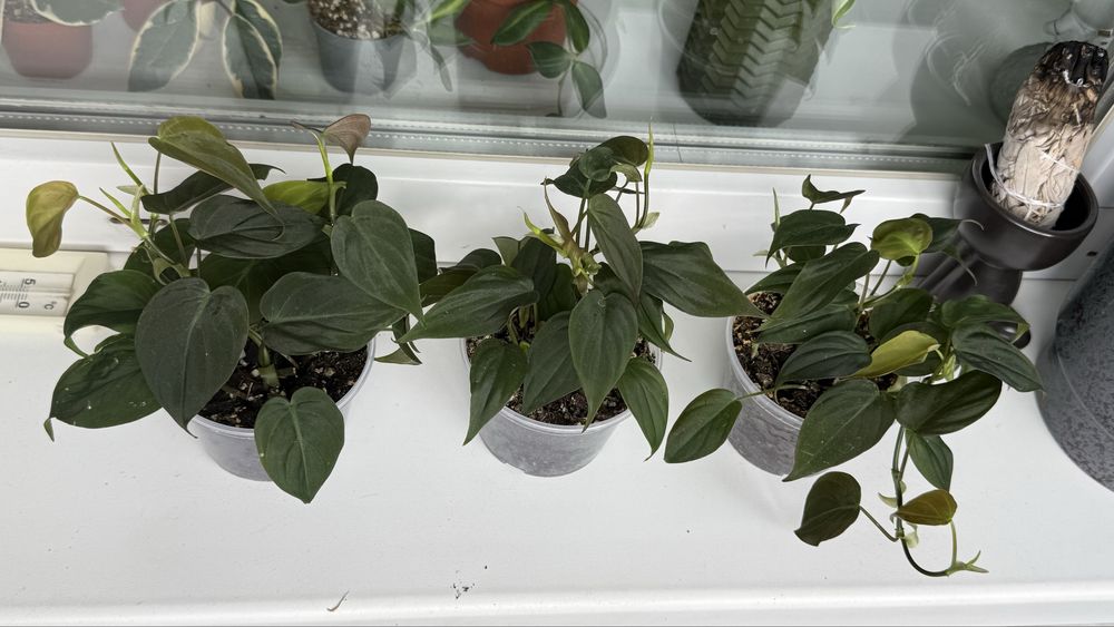 Philodendron micans / Філодендрон Міканс