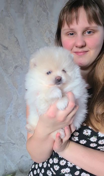 Красоточки медвежьего типа