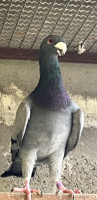 Pombos brancos beleza alemão