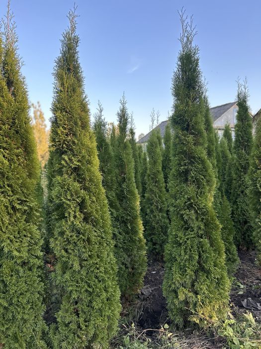 Туя Смарагд 2.5-2.8 м. - висока, гарна, за доступною ціною!