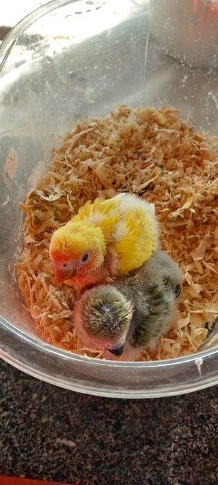 Agapornis roseicollis para criar a mão
