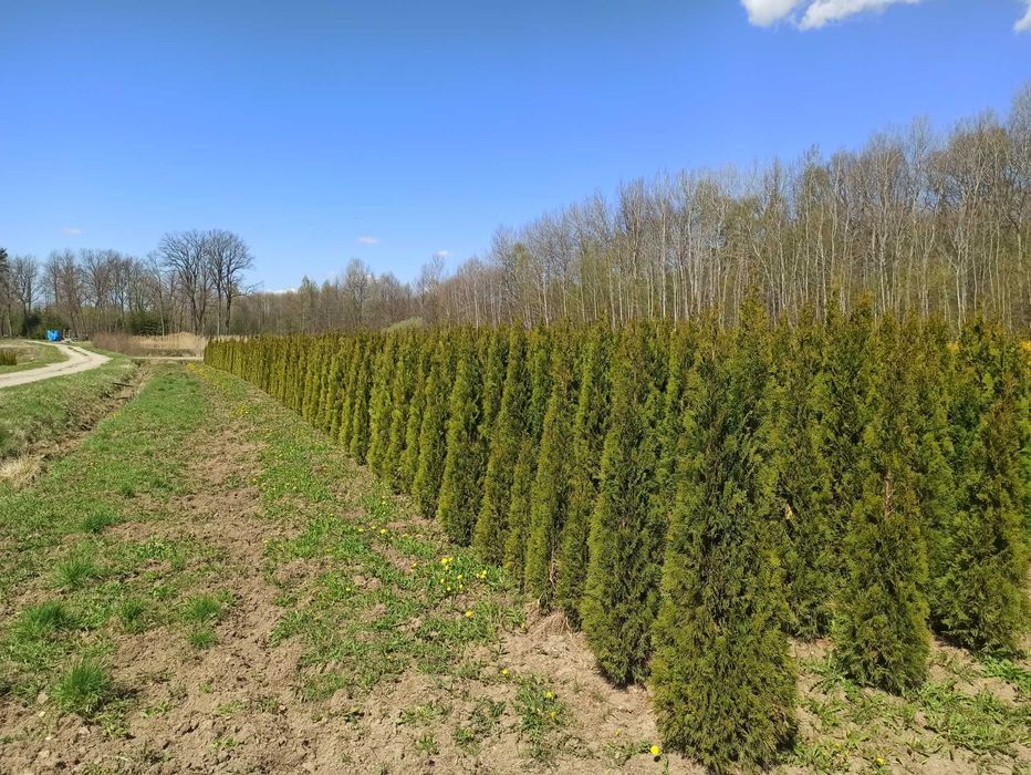 Thuja szmaragd PROMOCJA