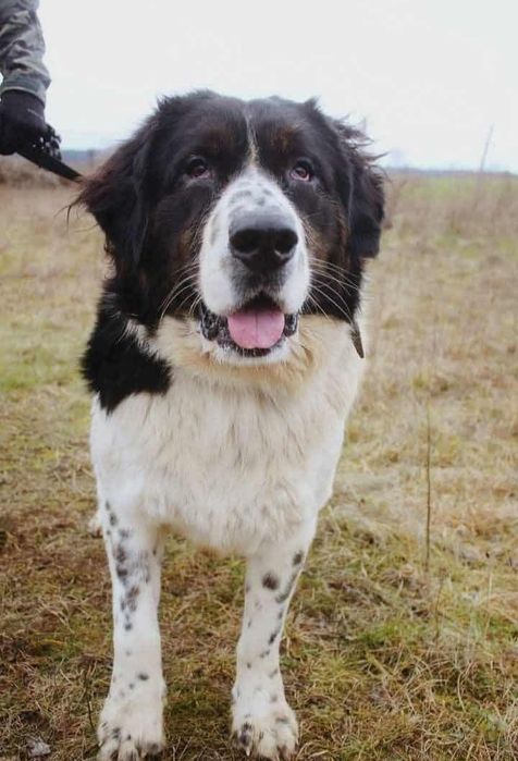 Miś w typie Leonbergera