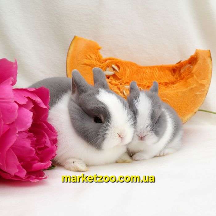 Мини кролики карликові карликовые міні mini netherland dwarf rabbit бл
